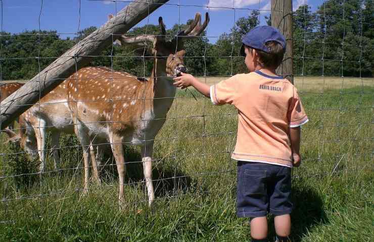 perché non bisogna dare da mangiare agli animali