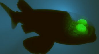 Non è un film di fantascienza: questo pesce esiste davvero