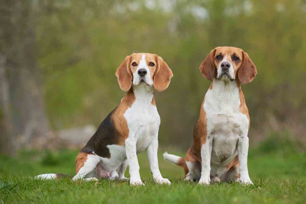 Beagle