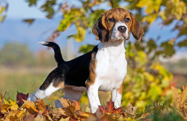 Liguria obbligo pulire zampe cani motivi