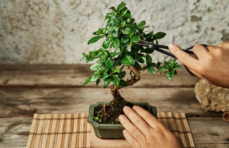 Bonsai e acqua: cosa sapere per non farlo morire