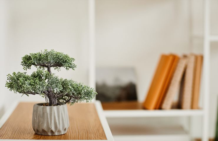 Bonsai e acqua: cosa sapere per non farlo morire