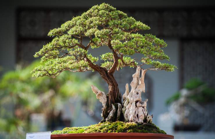 Bonsai errori comuni