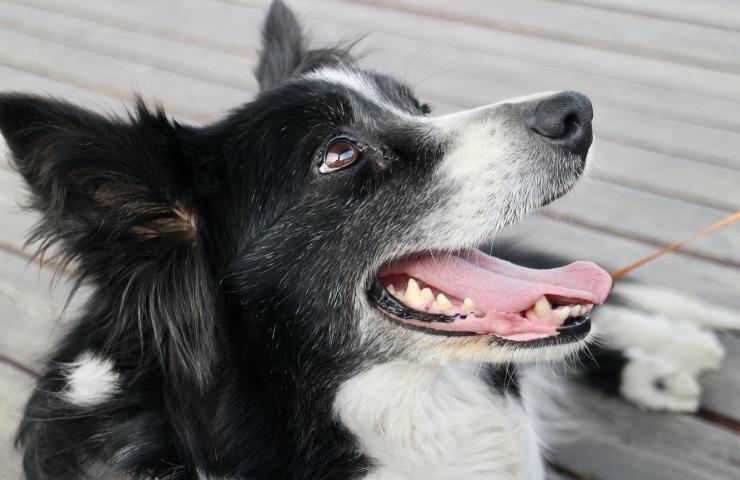 perchè i cani giocosi sono più intelligenti
