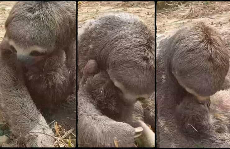 Abbraccio mamma bradipo e suo figlio