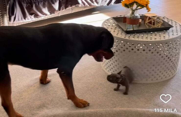 Cagnolina gioca con il Rottweiler