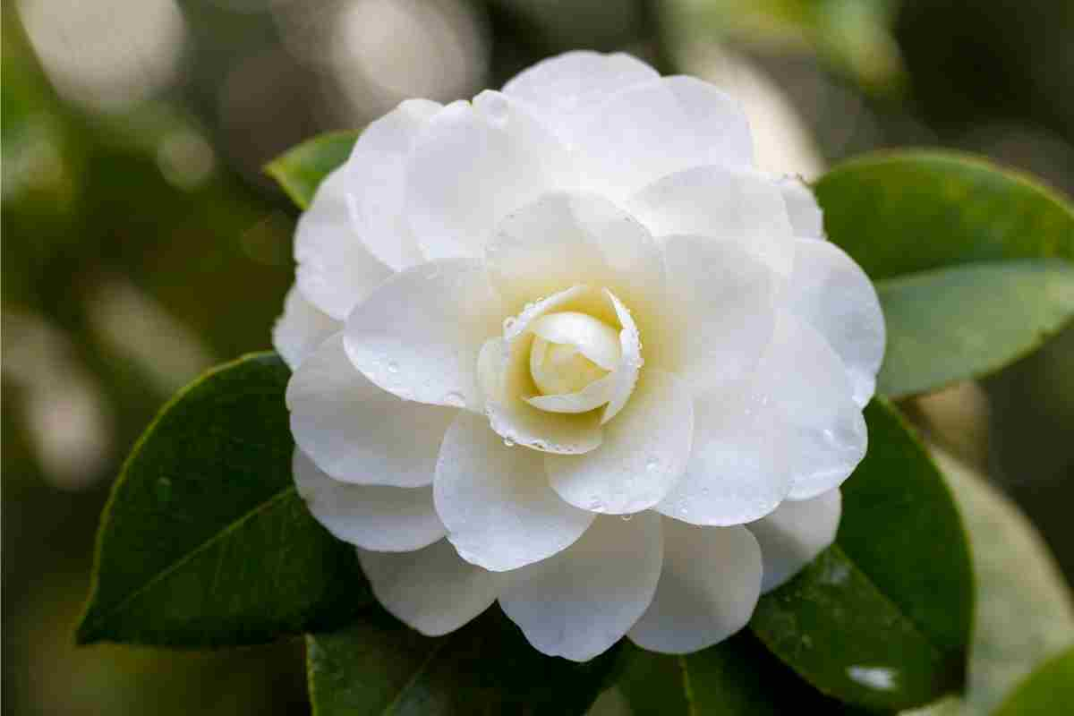 Camelia 