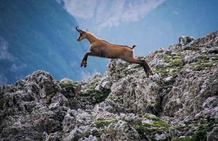 rischio malattie nutrire animali selvatici