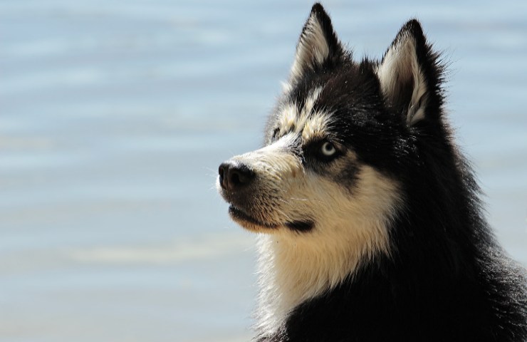 Cane segnale pericolo