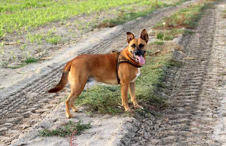 Cane: cosa fare in caso di morso di un serpente