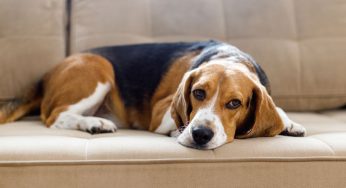 Questo è il chiaro segnale che un cane sta per morire
