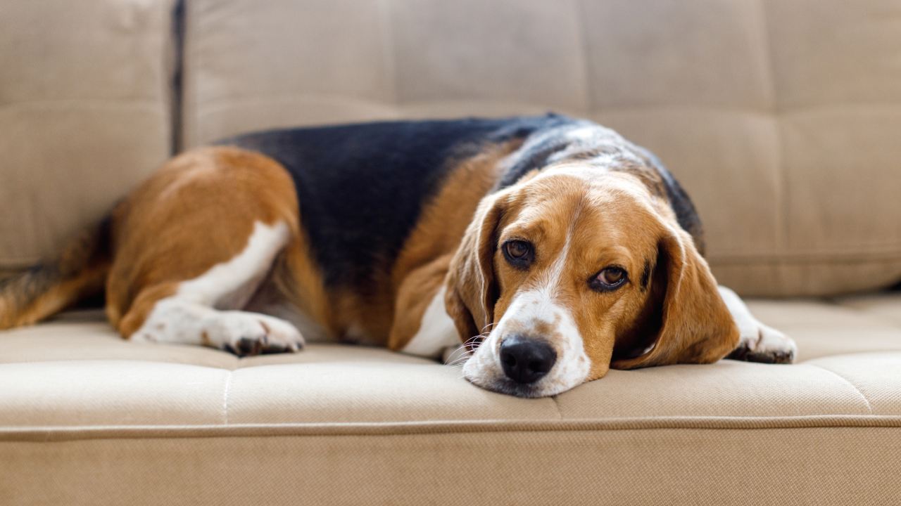 Questo è il chiaro segnale che un cane sta per morire