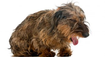 Cane che ha spesso la tosse: potrebbero nascondersi queste malattie