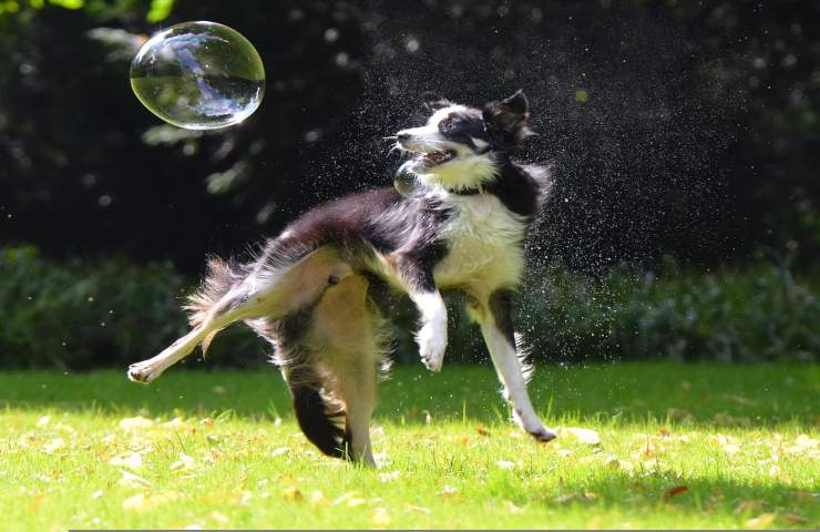 perchè i cani giocosi sono più intelligenti