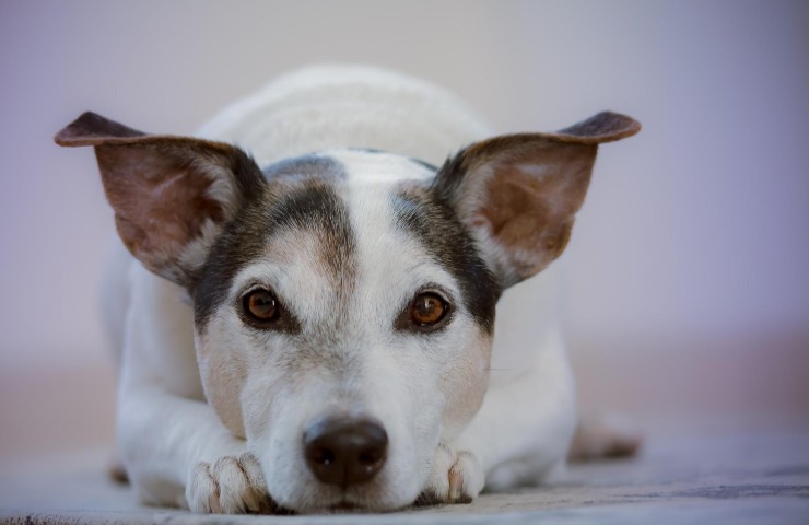 Cane padrone arresto