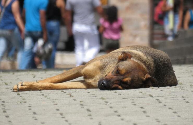 Cane abbandonato solo con il suo peluche