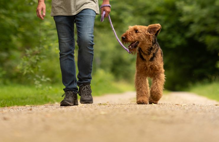 votare con il cane