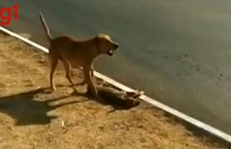 Cane cerca aiuto per la sua compagna