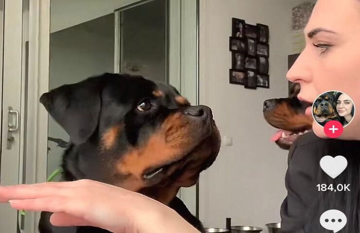 Reazione del Rottweiler vittima di uno scherzo