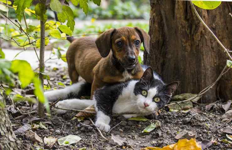 i cani si avvelenano se mangiano le blatte?