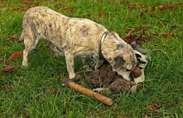 comandi per cane da tartufo