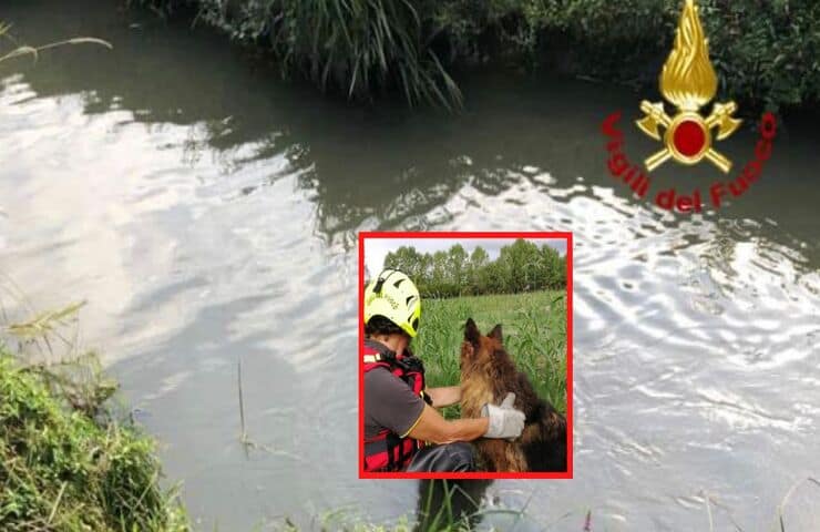 Vigili del fuoco salvano il cane dall'annegamento