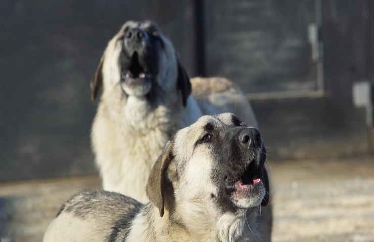 Cane padrone arresto