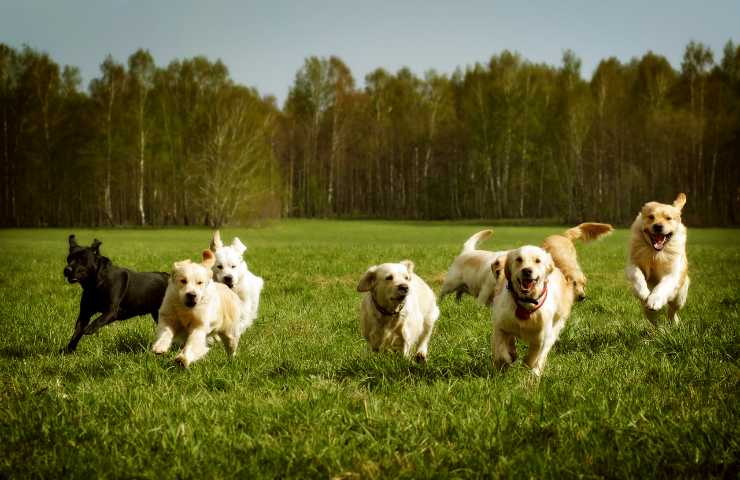 perché pulire le zampe dei cani 