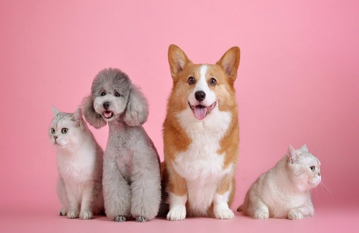 esistono nomi vietati per i cani e i gatti