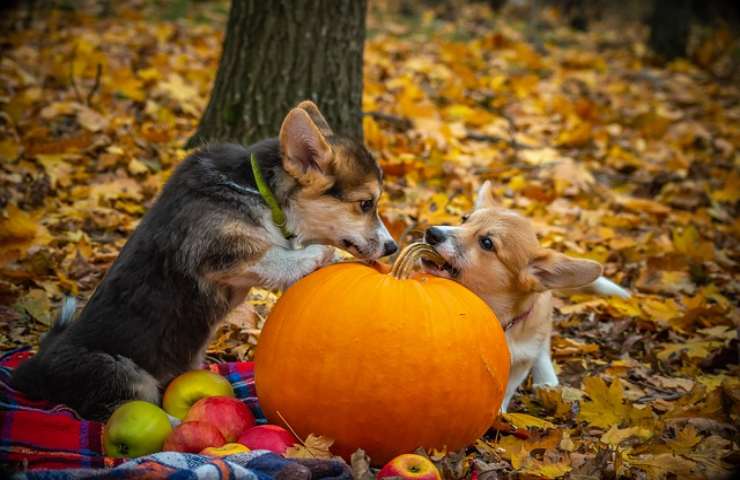 cosa sapere i padroni dei cani per settembre