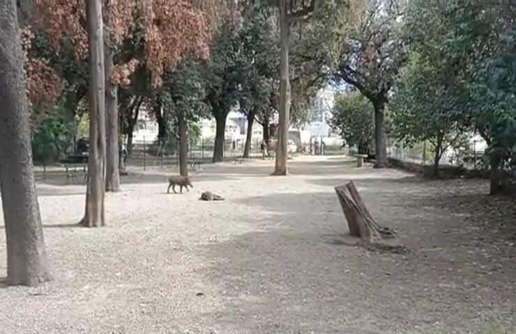 Famiglia cinghiali uccisa Genova