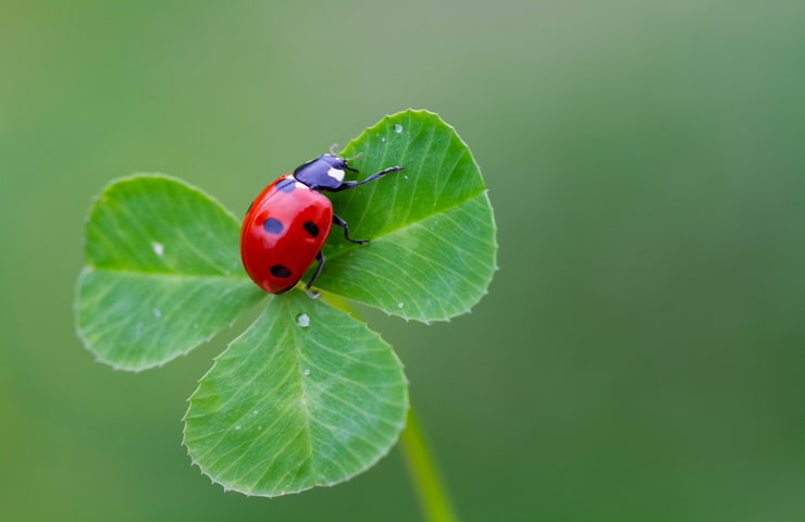 Coccinelle in pericolo