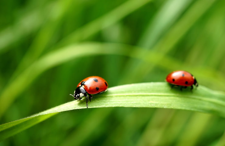 Coccinelle in pericolo