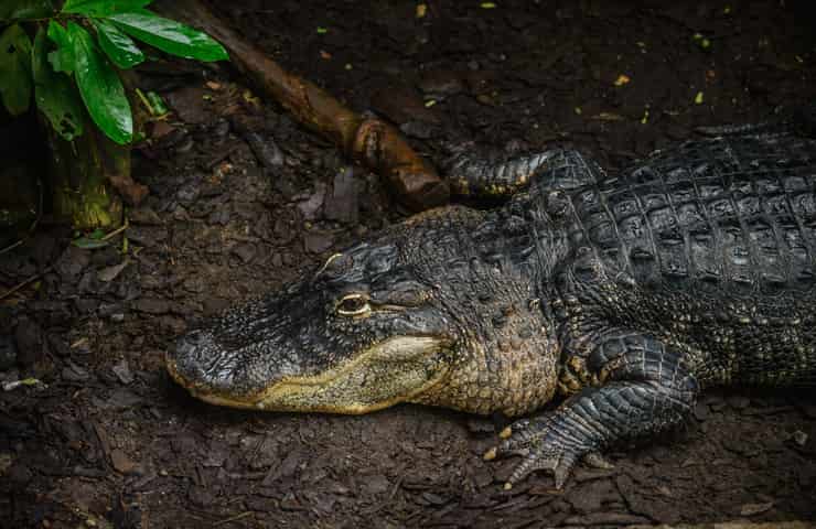 Coccodrillo cubano