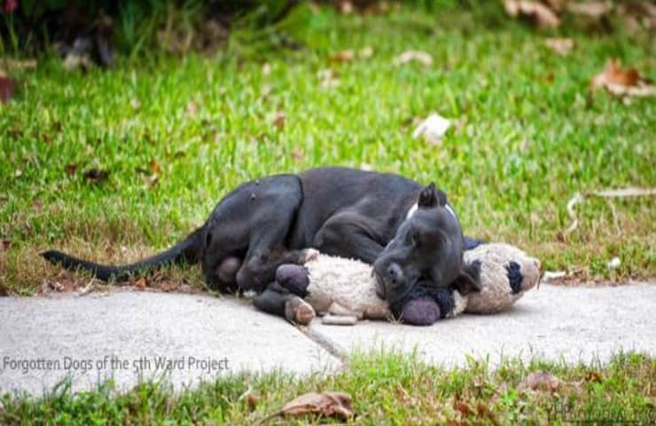 Cane abbandonato solo con il suo peluche