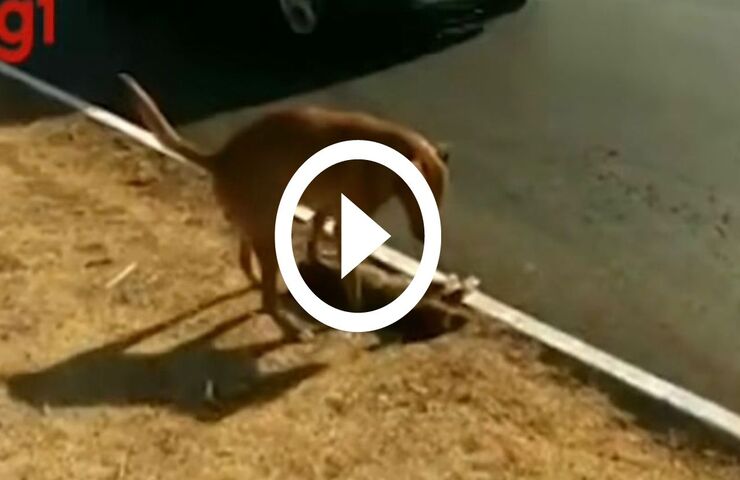 Cagnolina tenta di rianimare cucciolo investito