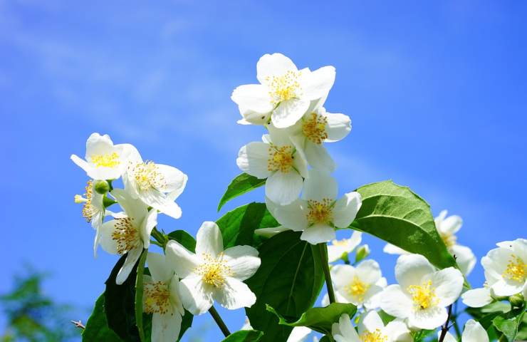 Dei fiori di gelsomino