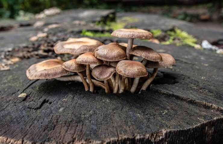 Dei funghi cresciuti su di un ceppo