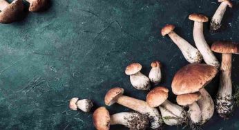 Funghi porcini, si possono congelare crudi?