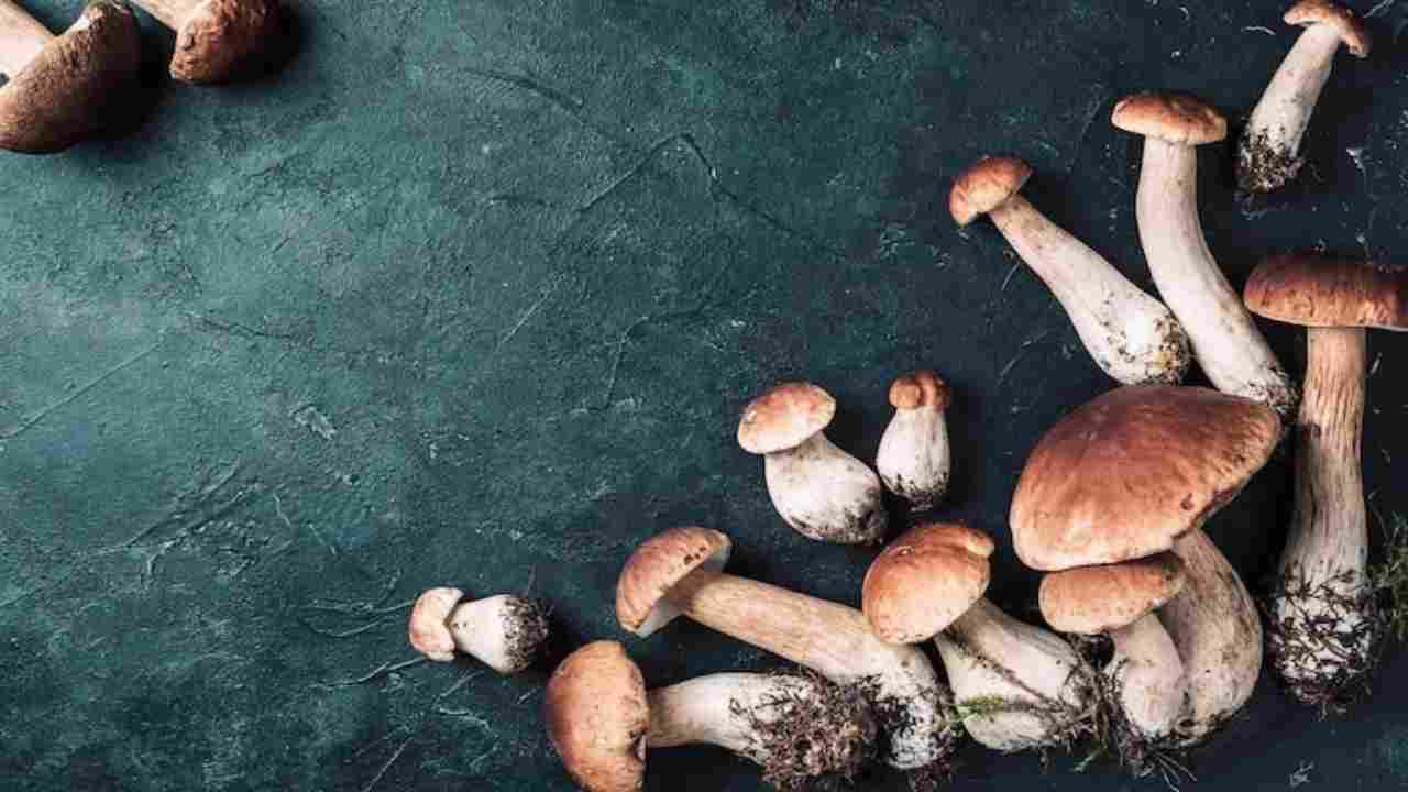 Funghi porcini, si possono congelare crudi?