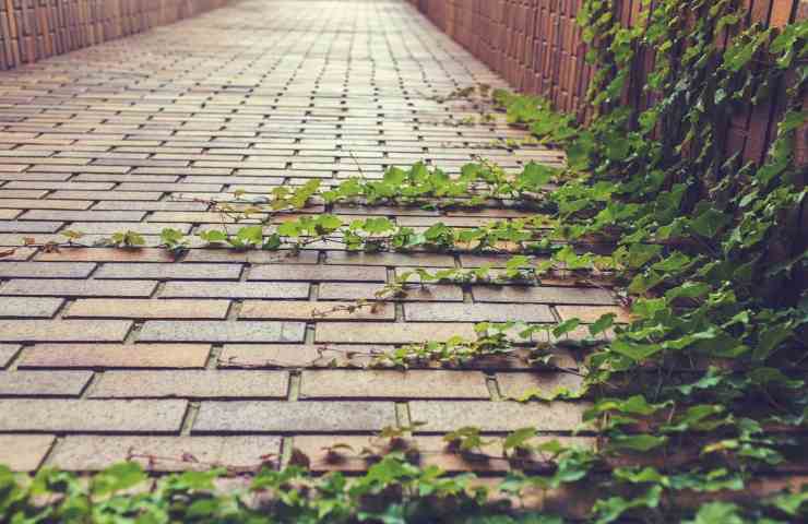 Dei vegetali rampicanti che aderiscono ad un muro ed al suolo