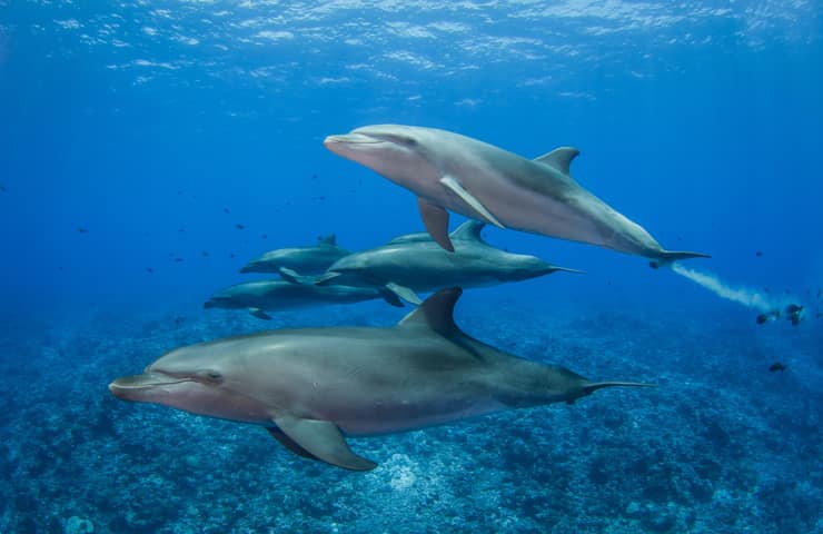 Delfini disastro ambientale