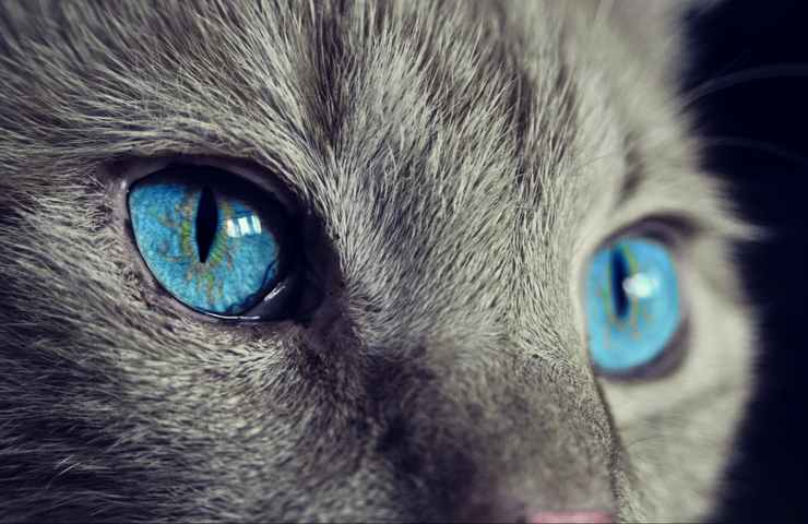 Dettaglio di gatto con gli occhi azzurri