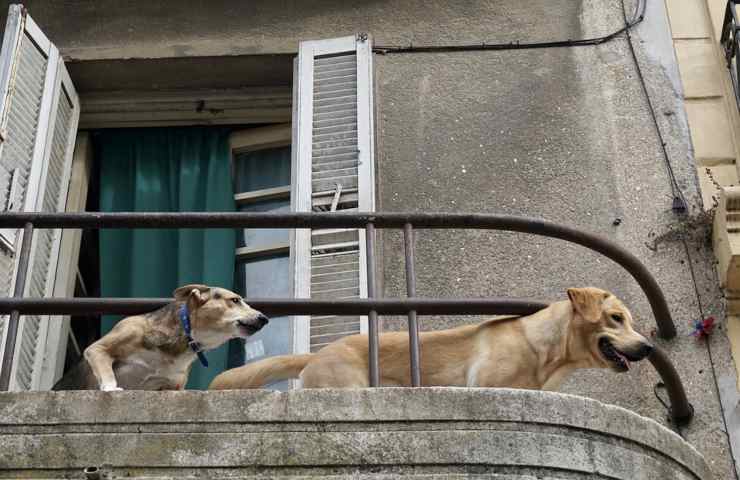 Due cani affacciati al balcone