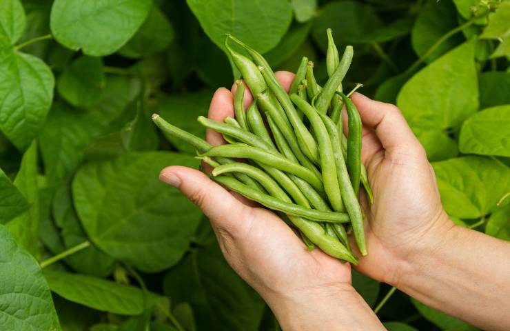 perché bisognerebbe mangiare più fagiolini