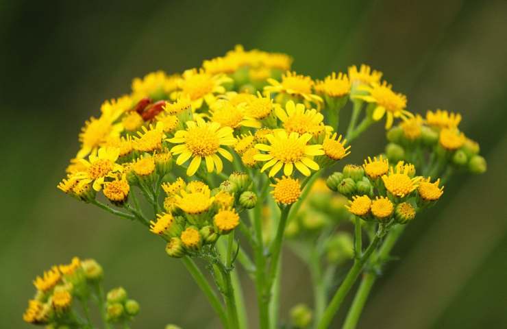 Fiori di senecione