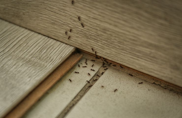 casa invasioni insetti rimedi
