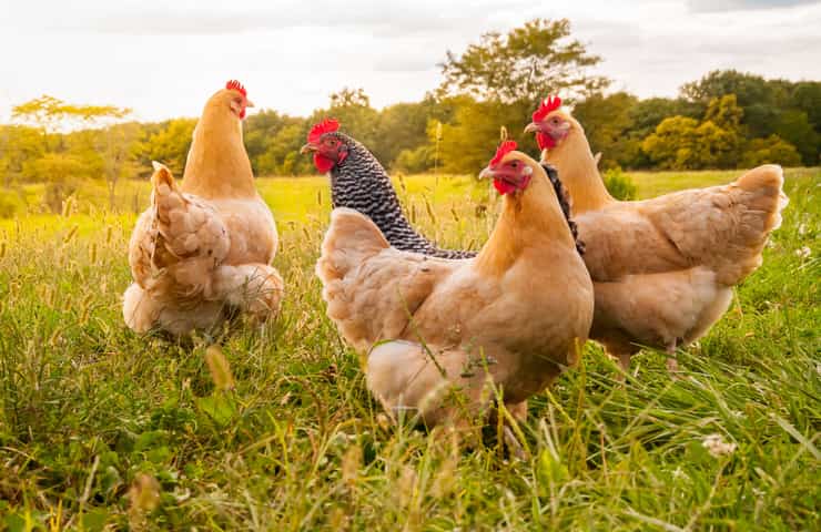 Alla gallina serve il gallo per fare le uova?