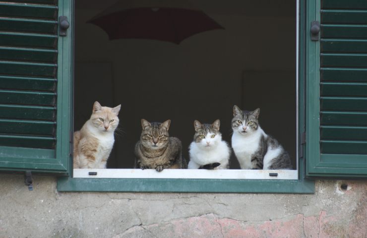 A chi vanno i gatti di Totti e Blasi?