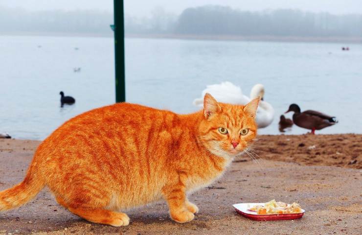 motivi per cui il gatto non mangia